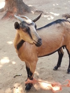 Mulange goat closeup